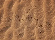 Discover Inspiring Brene Brown Quotes for Empowering Your Life