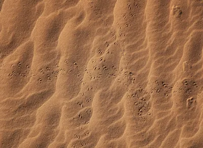 Discover Inspiring Brene Brown Quotes for Empowering Your Life